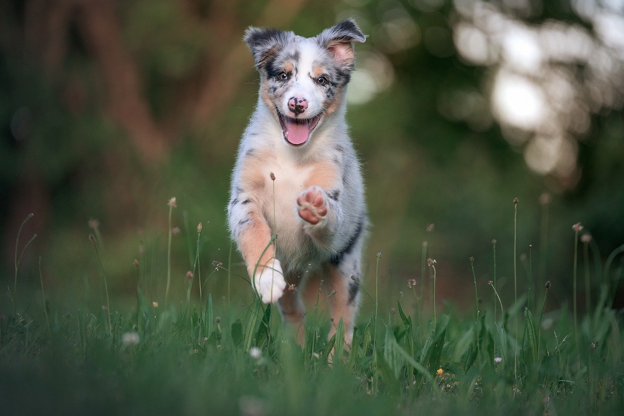 The Top 10 Most Active Dog Breeds for Outdoor Enthusiasts